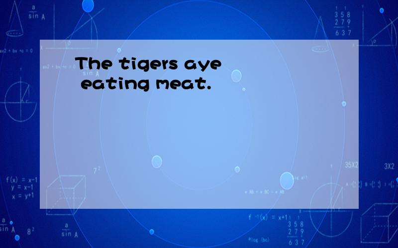 The tigers aye eating meat.